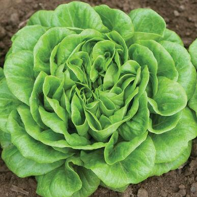 Lactuca sativa Boston, Green