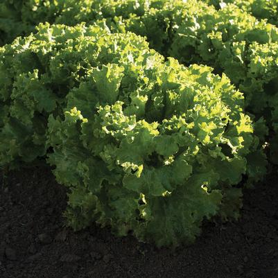 Lactuca sativa Green Leaf
