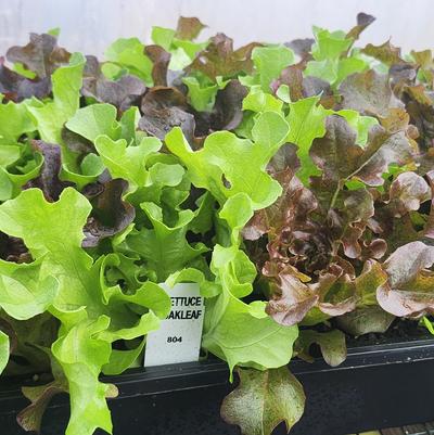 Lactuca sativa Oakleaf Collection