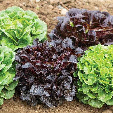 Lactuca sativa Salanova Premier Collection