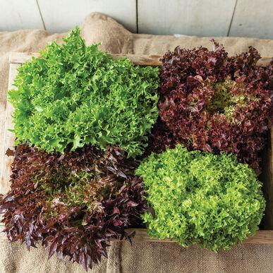 Lactuca sativa Salanova, Foundation Collection