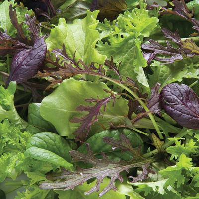 Lactuca sativa Spring Mix