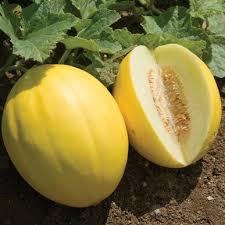Cucumis melo Brilliant Canary Melon