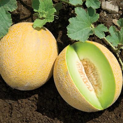 Cucumis melo Galia or Tropical Melon