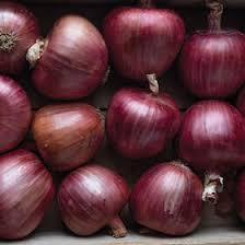 Allium cepa Cabernet Red