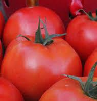 Solanum lycopersicon Celebrity