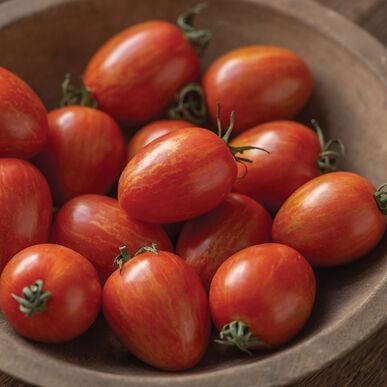 Solanum lycopersicon Red Torch