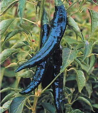 Capsicum annuum Campesiono (pasilla type)