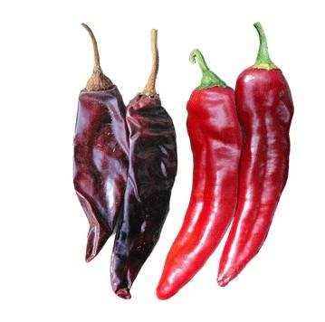 Capsicum annuum Guajillo