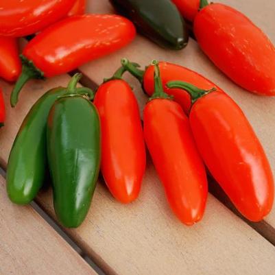Capsicum annuum Jalapeno, Orange Spice