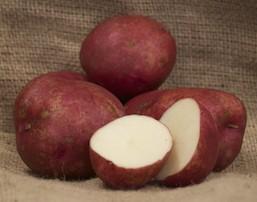 Solanum tuberosum Red