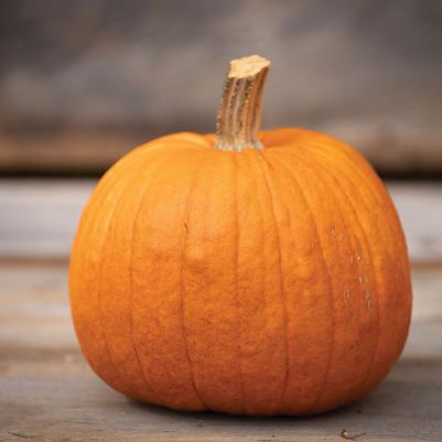 Cucurbita maxima New England Pie Pumpkin