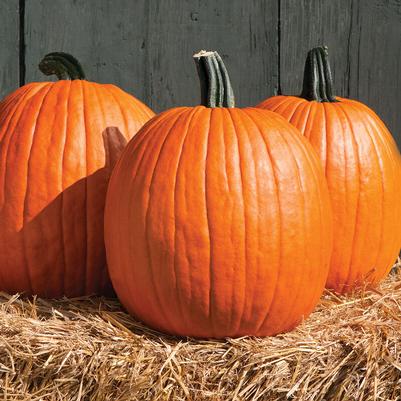 Cucurbita pepo Jack O'Lantern (Tom Fox)