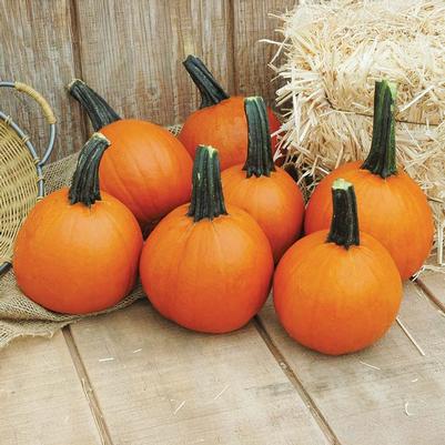 Cucurbita pepo Little Giant