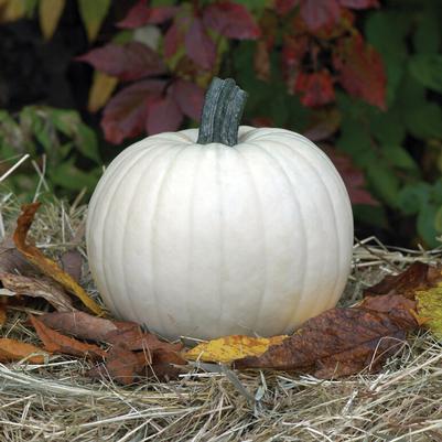 Cucurbita pepo Moonshine