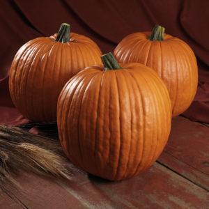 Cucurbita pepo Spartan