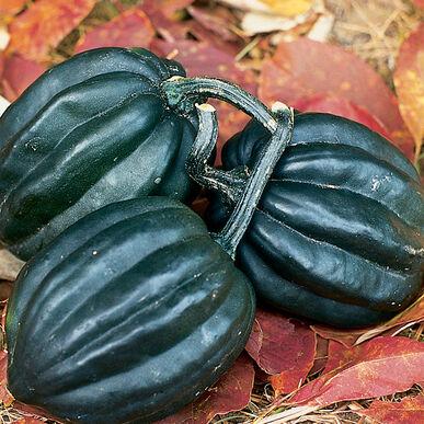 Cucurbita maxima Acorn