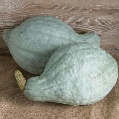 Cucurbita pepo Blue Hubbard