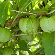 Physalis philadelphica Toma Verde