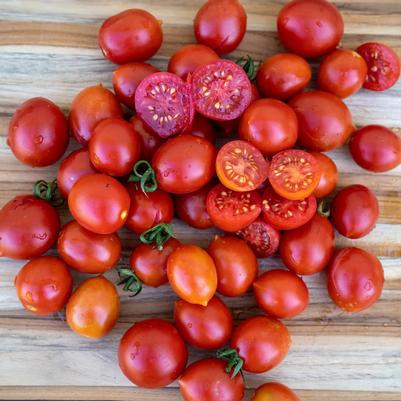 Solanum lycopersicum Datterini Red