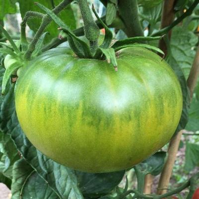 Solanum lycopersicum Aunt Ruby's German Green