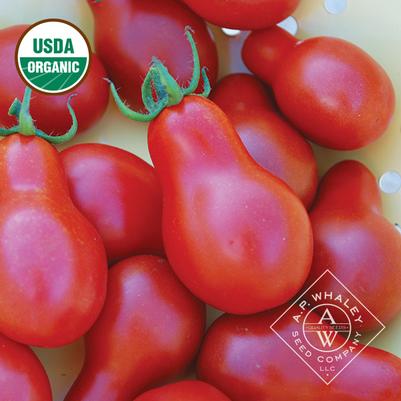 Solanum lycopersicum Austin's Red Pear