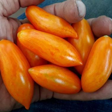 Solanum lycopersicum Blush 2.0