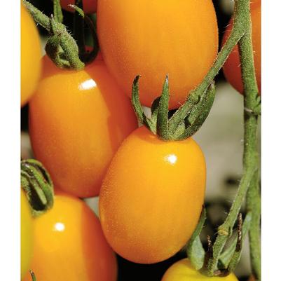 Solanum lycopersicum Golden Sweet