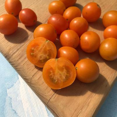Solanum lycopersicum Honey Drop