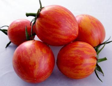 Solanum lycopersicum Pink Bumblebee