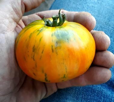 Solanum lycopersicum Rainbow Jazz Heart
