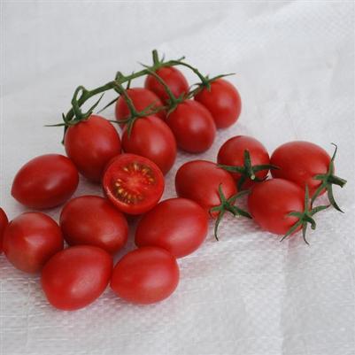 Solanum lycopersicum Raspberry Drop
