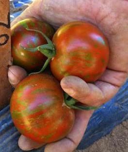 Solanum lycopersicum Raya Rey