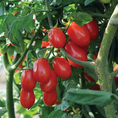 Solanum lycopersicum Red Pearl