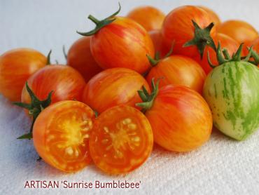 Solanum lycopersicum Sunrise Bumblebee