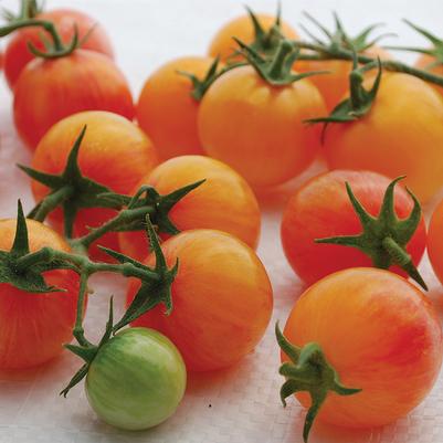 Solanum lycopersicum Tropical Sunset