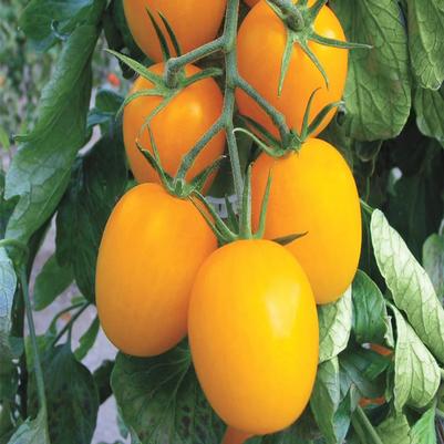 Solanum lycopersicum Yellow Roma