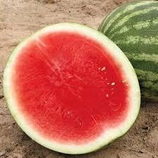Citrullus lanatus Seedless - Red