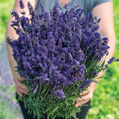 Lavandula angustifolia Ellagance (English Lavender)