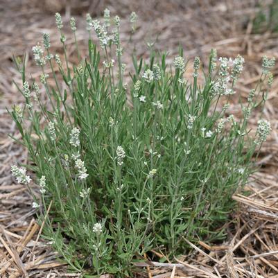 Lavandula angustifolia Ellagance White (English Lavender)