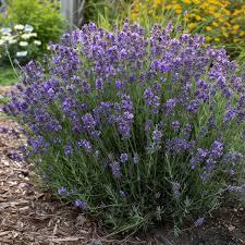 Lavandula angustifolia Hidcote (English Lavender)