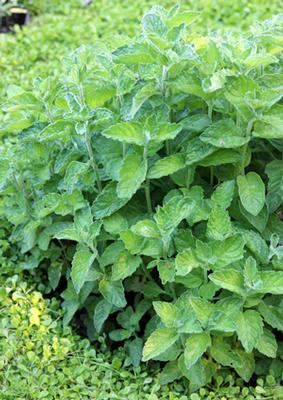 Mentha spicata Applemint