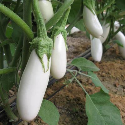 Solanum melongena Ivory