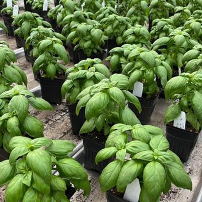 Ocimum basilicum Genovese, Lihi Prospera