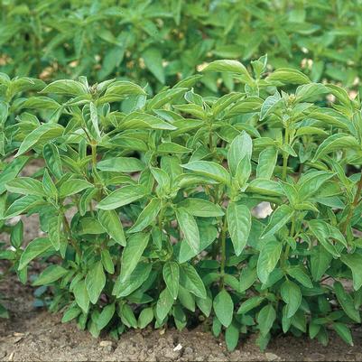 Ocimum basilicum Lime