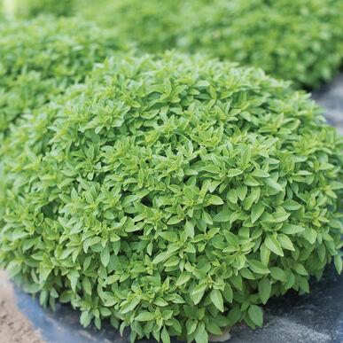 Ocimum basilicum Piccolino, Dwarf