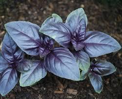 Ocimum basilicum Purple