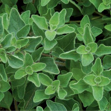 Origanum vulgare Oregano, Greek