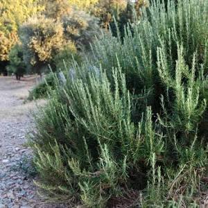 Salvia rosmarinus BBQ
