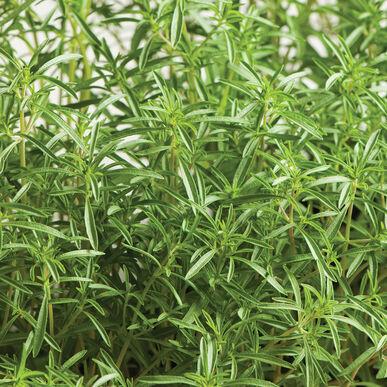 Satureja hortensis Savory, Summer